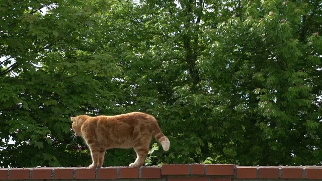 “红虎斑家猫在墙上行走，诺曼底，实时”视频素材