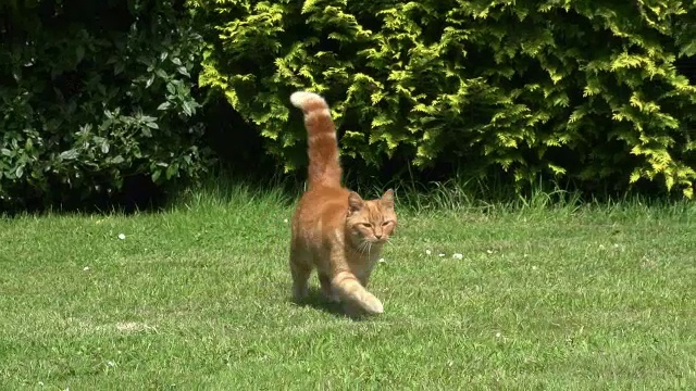 “红虎斑家猫站在诺曼底的草坪上，实时拍摄”视频素材