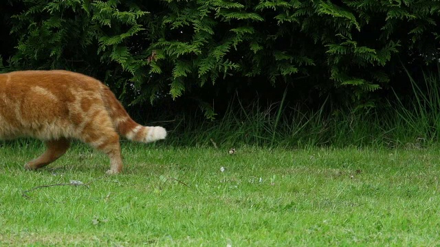 “红虎斑家猫在诺曼底草坪上散步，实时拍摄”视频素材