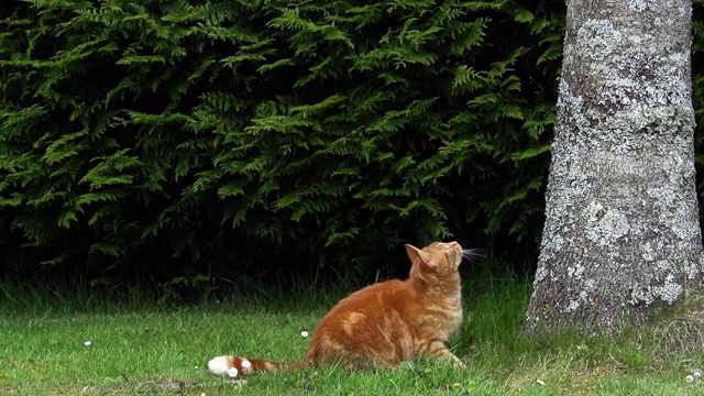 诺曼底，红虎斑家猫在树干上跳，慢镜头视频素材