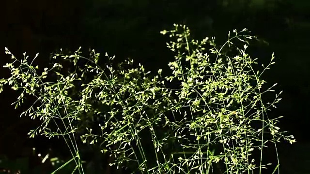 植物在微风中摇曳视频素材