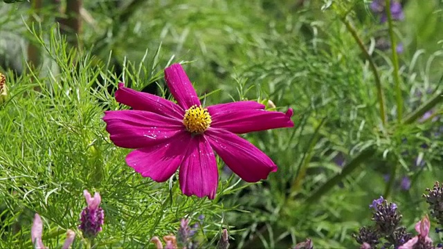 英国家庭花园里的宇宙花视频素材