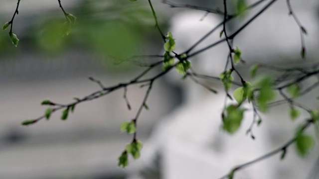 雕塑和绿叶树。视频素材画面3
