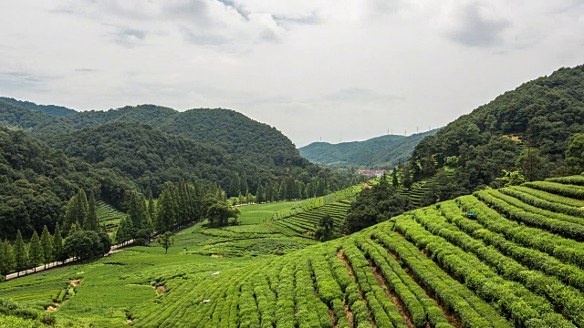 4K延时:云雾缭绕的山坡上的茶园，杭州，中国视频素材