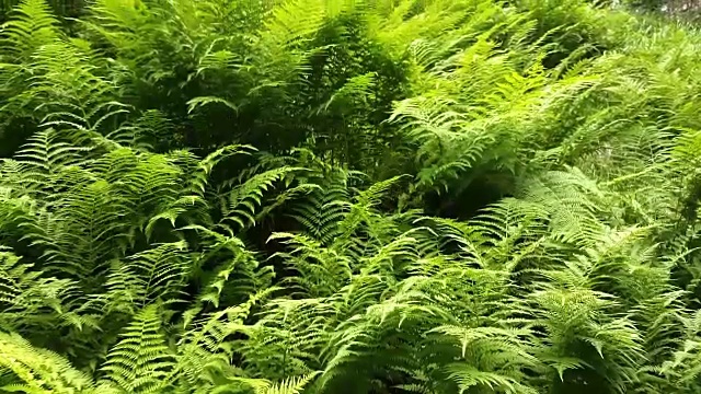 郁郁葱葱的蕨类植物视频素材