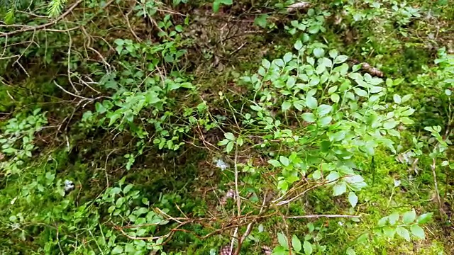 阿尔卑斯山下布什视频素材