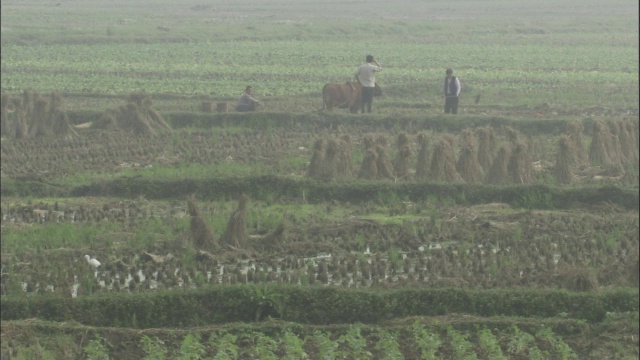 中国秦岭，男人在田里干活视频素材