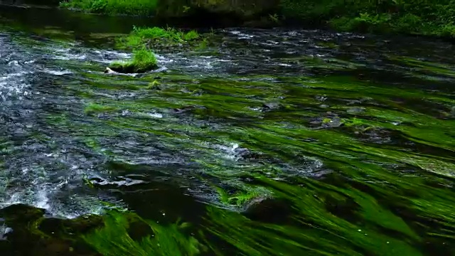 详细介绍河流中的水生植物视频素材