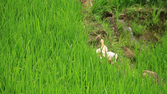 稻田里的鸭子视频素材