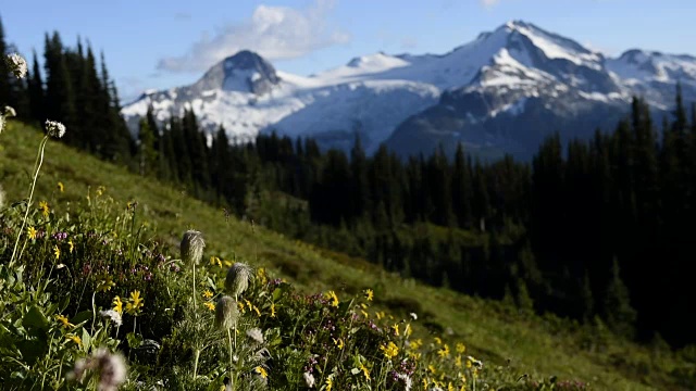 高山的野花在微风中流动视频下载