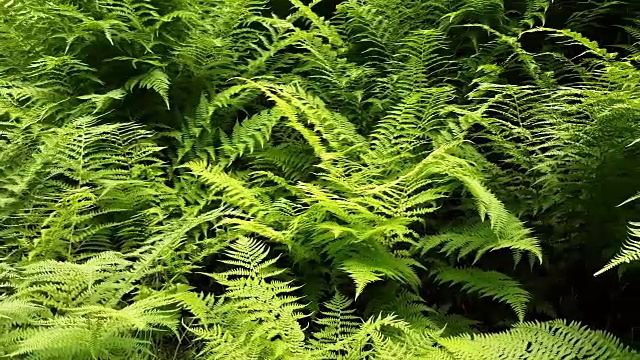 郁郁葱葱的蕨类植物视频素材