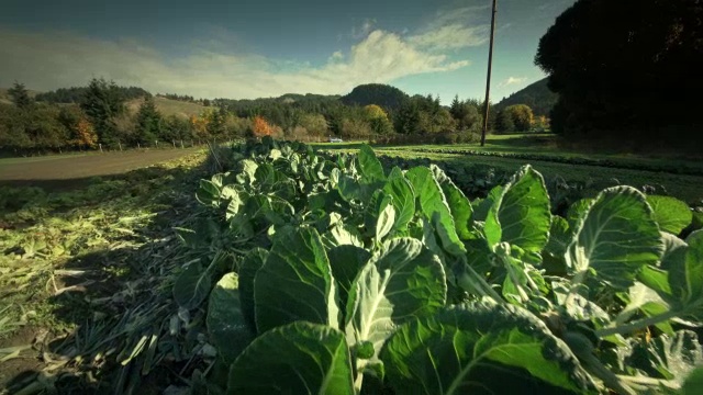 通过有机农场的蔬菜视频素材