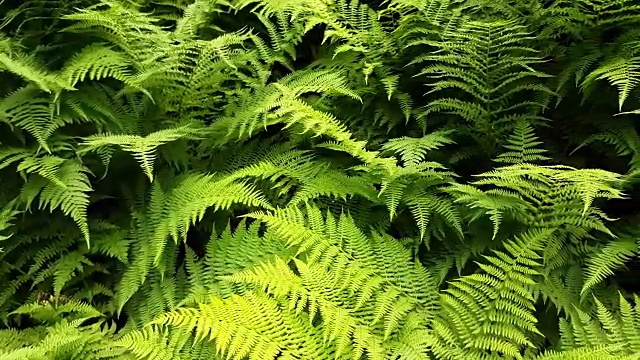 郁郁葱葱的蕨类植物视频素材