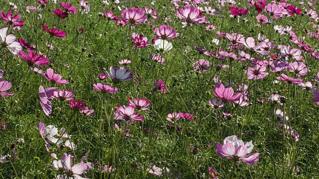 在Bucheon垃圾填埋场拍摄的Cosmos Flowers视频素材