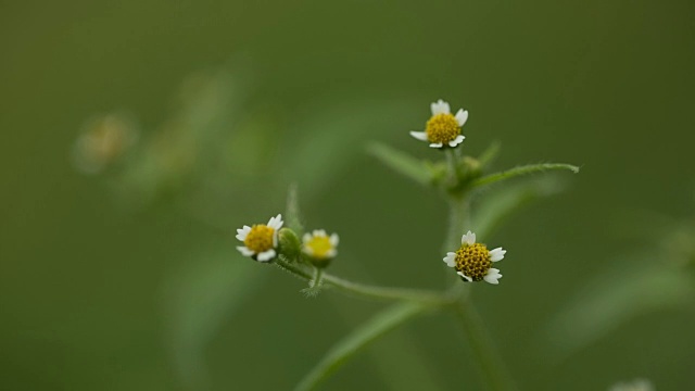 鬼针草属的三分野花视频素材