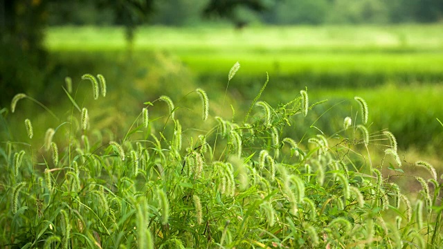 狗尾草(狗尾草)野生植物视频素材