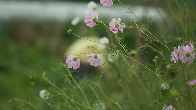 拍摄的宇宙花和一个农民在背景视频素材