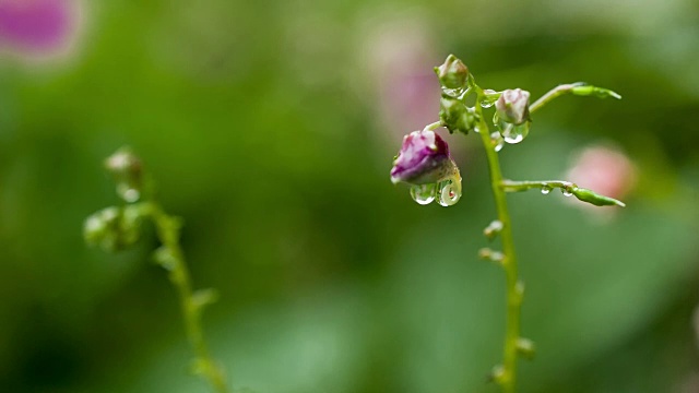 这是凤仙花的照片视频素材