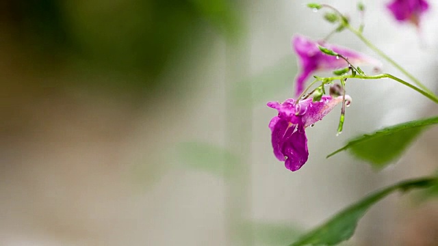 这是凤仙花的照片视频素材