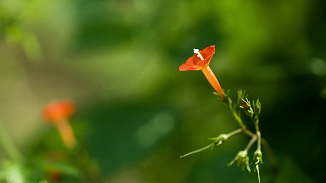 拍摄的紫茉莉野花视频素材