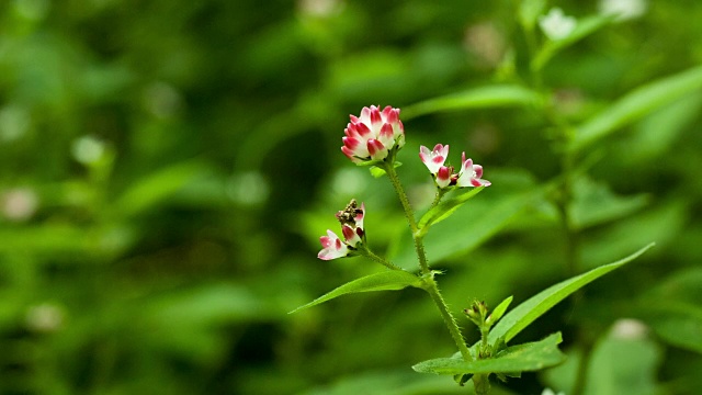 拍摄的昆虫在蒲桃的野花视频素材