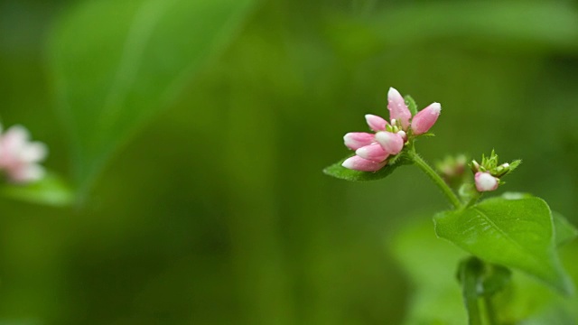 拍摄的蒲桃的野花视频素材