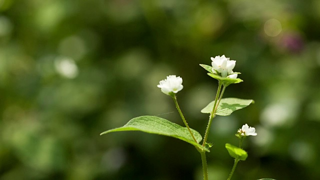 拍摄的蒲桃野花视频素材