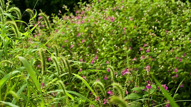 狗尾草植物与野花照片视频素材