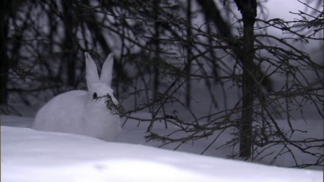 美国黄石公园，雪靴兔(Lepus americanus)在雪地森林里觅食视频素材