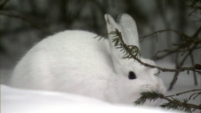 美国黄石公园，雪靴兔(Lepus americanus)在雪地森林里觅食视频素材