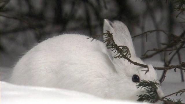 美国黄石公园，雪靴兔(Lepus americanus)在雪地森林里觅食视频素材