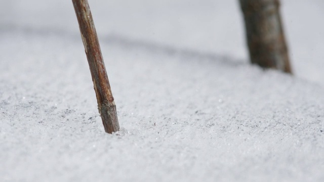 雪从树枝周围融化。视频素材