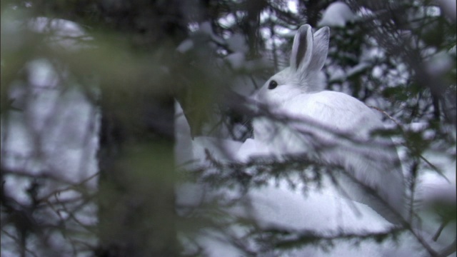 倾斜下来的雪鞋野兔(Lepus americanus)在雪地森林，黄石，美国视频素材