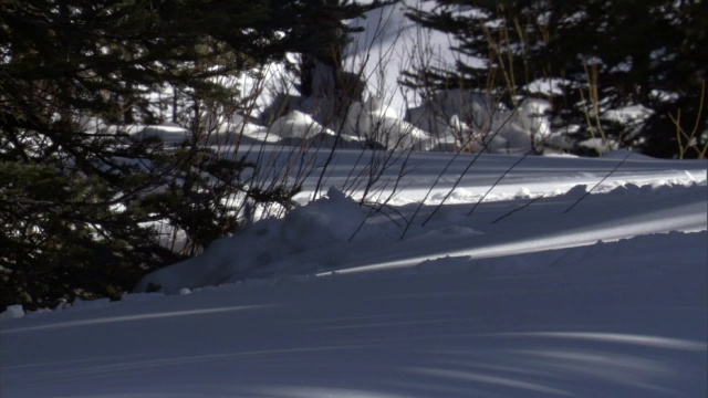 雪靴兔(Lepus americanus)在雪地森林里奔跑，黄石，美国视频素材