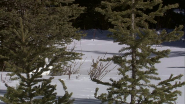 雪靴兔(Lepus americanus)在雪地森林里奔跑，黄石，美国视频素材