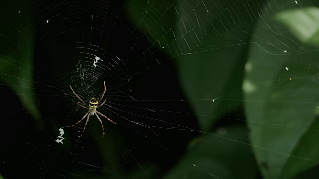 黄黑蜘蛛在她的蜘蛛网- Argiope bruennichi视频素材