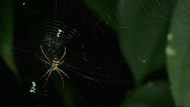 黄黑蜘蛛在她的蜘蛛网- Argiope bruennichi视频素材