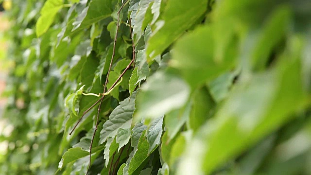 墙上的藤蔓植物视频素材