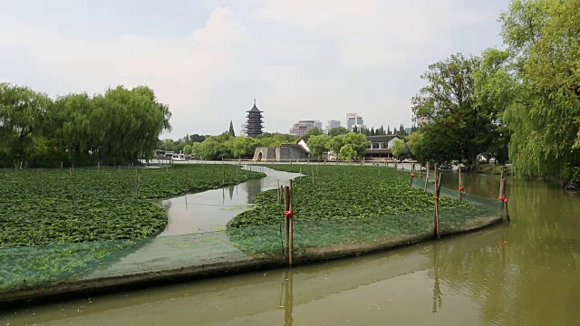 中国浙江嘉兴南湖菱角田视频素材