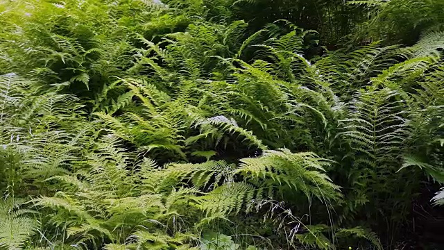 郁郁葱葱的蕨类植物视频素材