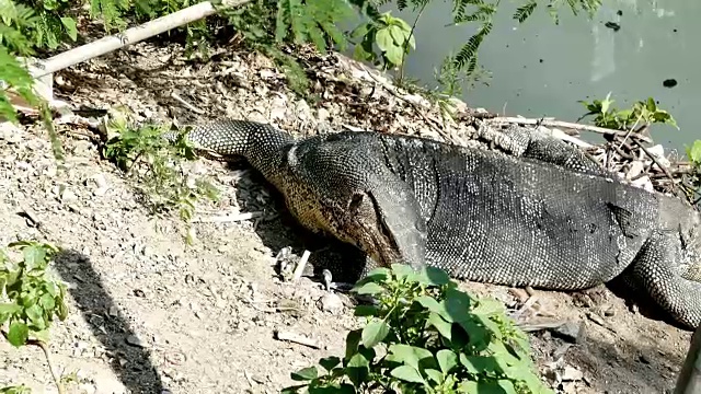 Varanus出来视频素材