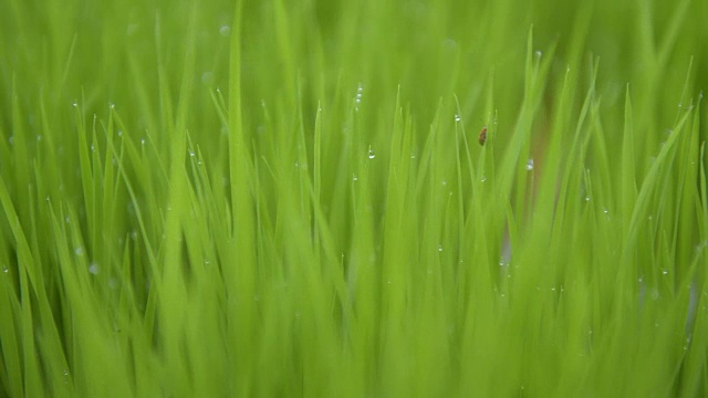 绿油油的田野里，稻秆在风中摇曳，高清视频视频素材