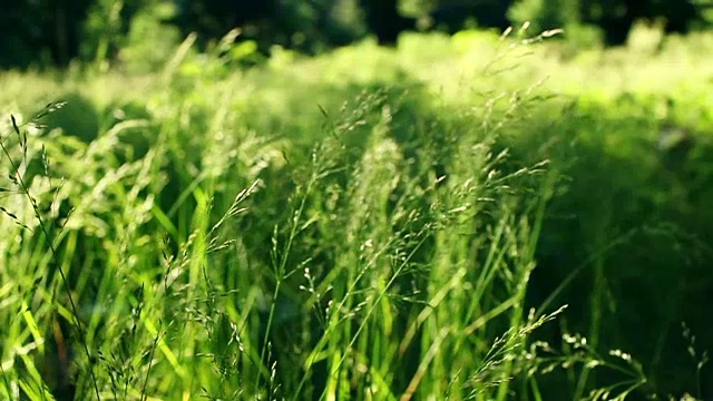 植物在微风中摇曳视频素材