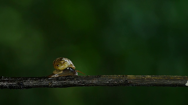 在雨林的树枝上行走的蜗牛。视频素材