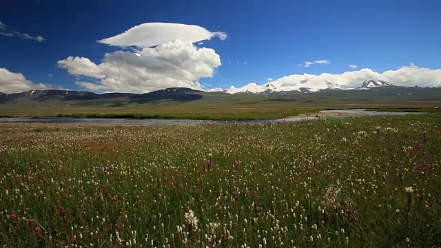 山上开花的草地视频素材