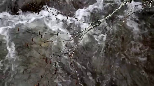 紧拍摄的苔藓覆盖的树枝在流动的溪水。视频素材