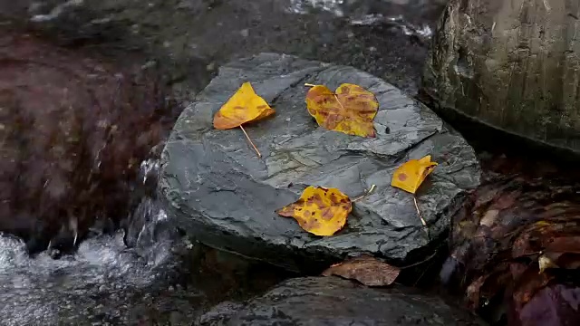 缩小镜头，金色的叶子在岩石上在河里。视频素材