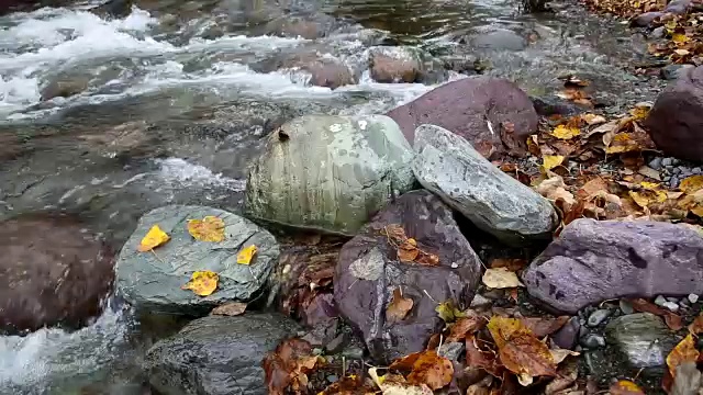 金色树叶在岩石上的特写，在河里的水里。视频素材