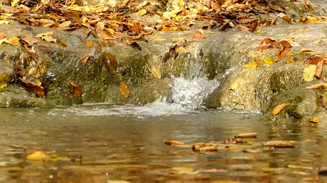 山间小溪在秋天的森林里流淌视频素材