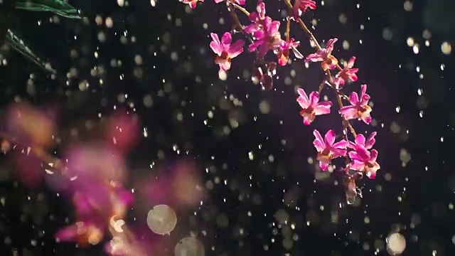 雨落在粉红兰花缓慢视频素材